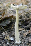 Amanita sect. Vaginatae image