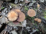 Psathyrella piluliformis image