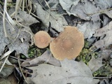 Psathyrella piluliformis image