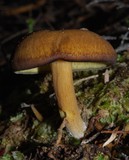 Tricholomopsis decora image