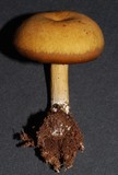 Tricholomopsis decora image