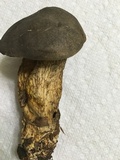 Retiboletus griseus image