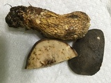 Retiboletus griseus image