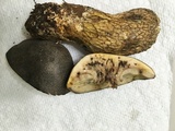 Retiboletus griseus image