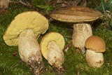 Leccinellum crocipodium image