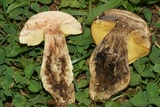 Leccinellum crocipodium image