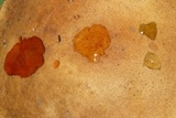 Leccinellum crocipodium image
