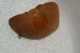 Leccinellum crocipodium image