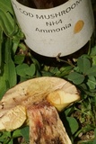 Leccinellum crocipodium image