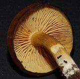 Tricholomopsis decora image