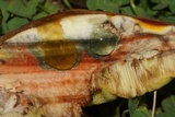 Leccinellum crocipodium image