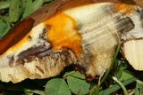 Leccinellum crocipodium image
