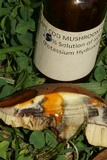 Leccinellum crocipodium image