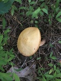 Suillus hirtellus image