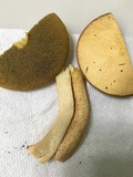 Suillus hirtellus image