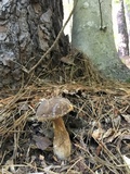 Xanthoconium affine image
