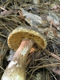 Xanthoconium affine image