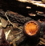 Galiella rufa image