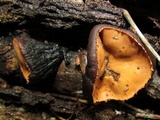 Galiella rufa image