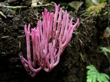 Clavaria zollingeri image