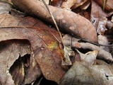 Gymnopus androsaceus image