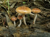 Pholiota pallidocaulis image