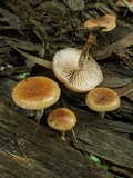 Pholiota pallidocaulis image