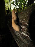 Xylaria poitei image