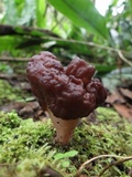 Gyromitra infula image