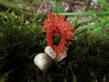 Laternea pusilla image