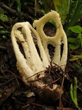 Ligiella rodrigueziana image