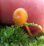 Rickenella fibula image