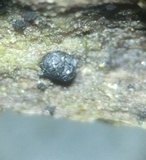 Image of Amniculicola parva