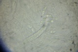 Amniculicola parva image