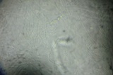 Amniculicola parva image
