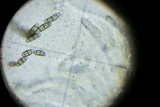 Ascitendus austriacus image