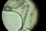 Ascitendus austriacus image