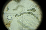 Ascitendus austriacus image