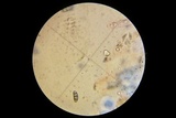 Ascitendus austriacus image