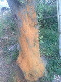 Battarrea phalloides image