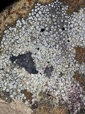 Aspicilia contorta image