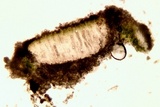 Aspicilia contorta image