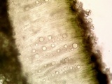 Aspicilia contorta image