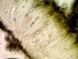 Aspicilia contorta image