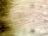 Aspicilia contorta image