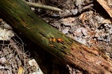 Dacryopinax spathularia image