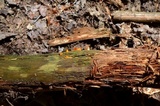 Dacryopinax spathularia image