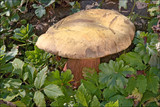 Boletus luridus image