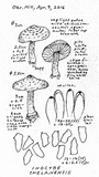 Inocybe chelanensis image