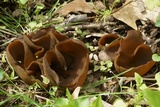 Peziza badia image